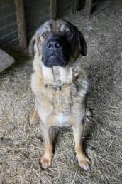 Armenian Gampr Male Dog