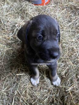 Armenian Gampr Puppy
