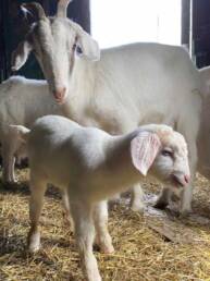 white kiko baby goat with mother