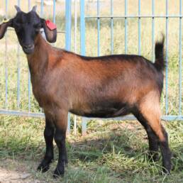 Agnes, the Kiko Goat