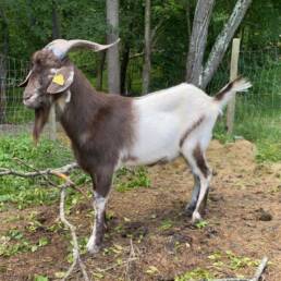 Kiko Goat Clyde